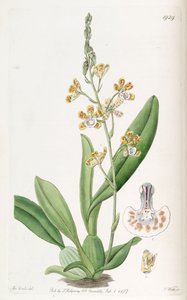 Solenidium lunatum by Miss Drake